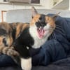 Cookie aus dem Tierschutz