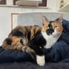 Cookie aus dem Tierschutz