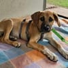 Flo im Tierheim Sulzbach