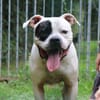 TYSON