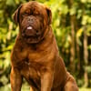 Bosco
