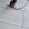 Ziggy, l'adorable toutou
