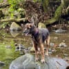 Bobby, doux chien des îles