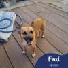 Foxi