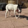 LASSIE (Lara)