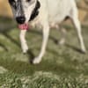 LASSIE (Lara)