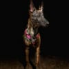 BABETTE  (Animalea)