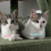 AUSTRAL et ALOEE  DOUBLE ADOPTION