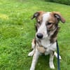 Verschmuste Nelly❤ sucht liebes Heim