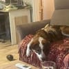 Verschmuste Nelly❤ sucht liebes Heim