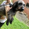 Dackel Mix Rüde, 1 Jahr