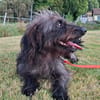 Dackel Mix Rüde, 1 Jahr
