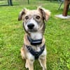 💙 Lieber Junghund Diesel sucht dich! 🐾