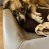 💙 Lieber Junghund Diesel sucht dich! 🐾