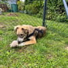 💙 Lieber Junghund Diesel sucht dich! 🐾