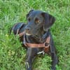 Liebevolles Zuhause für Nala gesucht