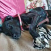 Liebevolles Zuhause für Nala gesucht
