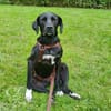 Liebevolles Zuhause für Nala gesucht