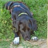 Liebevolles Zuhause für Nala gesucht