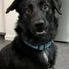 SHADOW - hundeerfahrene sportliche Leute