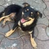 JOSCHI - fröhliches, liebes Kerlchen