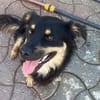 JOSCHI - fröhliches, liebes Kerlchen