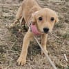 Senna, kleiner Welpe sucht neues Zuhause