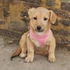 Leo, lustiger Welpe sucht neues Zuhause