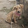 Leo, lustiger Welpe sucht neues Zuhause