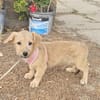 Leo, lustiger Welpe sucht neues Zuhause
