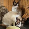 Schöner Calimero sucht Zuhause