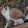 Schöner Calimero sucht Zuhause
