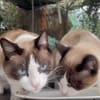 Schöner Calimero sucht Zuhause