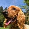 Eddy sucht ein liebevolles Zuhause