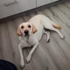Lotta sucht ihre Familie