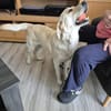 Lotta sucht ihre Familie
