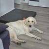 Lotta sucht ihre Familie