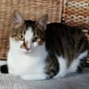 Tinker, neugieriger Sonnenschein, 10M