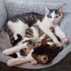 Tinker, neugieriger Sonnenschein, 10M