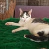 Tinker, neugieriger Sonnenschein, 10M