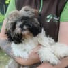 Brutus, frecher Welpe
