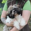 Brutus, frecher Welpe