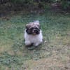 Brutus, frecher Welpe