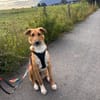 Marco, liebevoller Herzenshund, 6M 82418