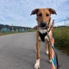 Marco, liebevoller Herzenshund, 6M 82418