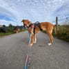 Marco, liebevoller Herzenshund, 6M 82418