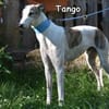 TANGO