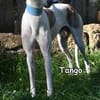 TANGO