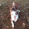 Henry-aktiver Aussie sucht Beschäftigug
