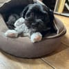 Watson (3 Jahre alter Havaneser)